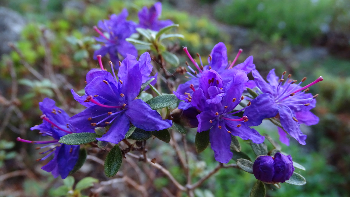 R. nivale ssp. boreale Ramossisimum Group